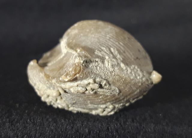 Cyrtospirifer rudkinensis (LJASCHENKO 1959) - Bild &copy; FossNet FossilienStore